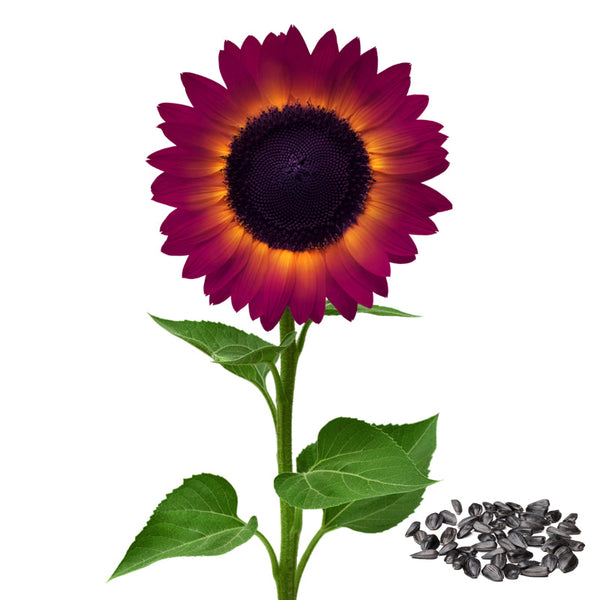 Purple Giant Sunflower Seeds Sun Flower Rare Plant Garden
